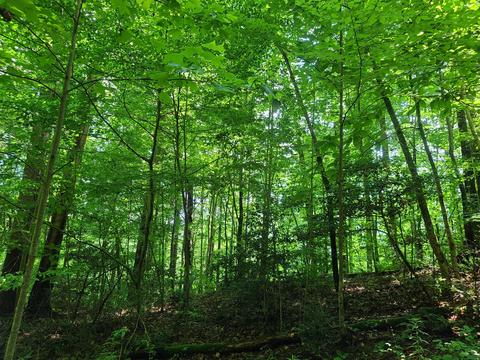 116 Misty Blue Lane Erwin Tn 37650, Erwin, TN 37650 photo 16
