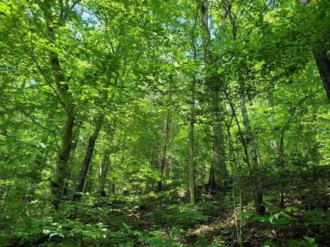 116 Misty Blue Lane Erwin Tn 37650, Erwin, TN 37650 photo 19