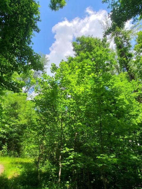 116 Misty Blue Lane Erwin Tn 37650, Erwin, TN 37650 photo 7