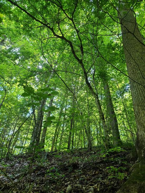 116 Misty Blue Lane Erwin Tn 37650, Erwin, TN 37650 photo 14