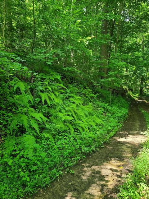 116 Misty Blue Lane Erwin Tn 37650, Erwin, TN 37650 photo 3