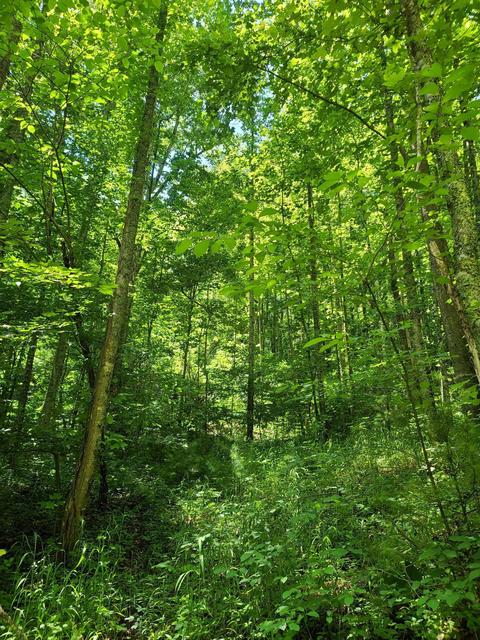 116 Misty Blue Lane Erwin Tn 37650, Erwin, TN 37650 photo 12