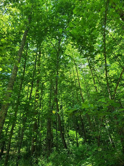 116 Misty Blue Lane Erwin Tn 37650, Erwin, TN 37650 photo 11