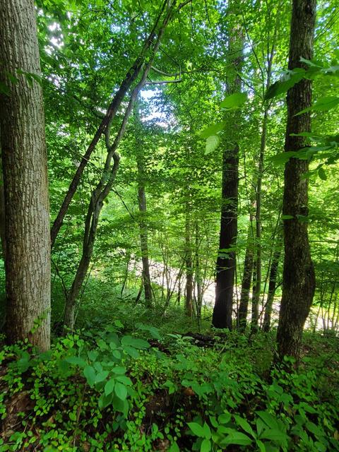 116 Misty Blue Lane Erwin Tn 37650, Erwin, TN 37650 photo 21