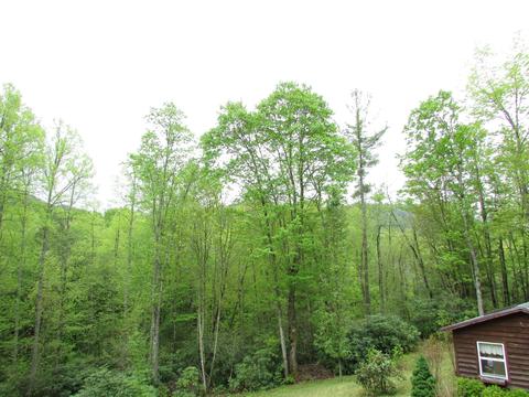 167 Violet Lane Hampton Tn 37658, Hampton, TN 37658 photo 47