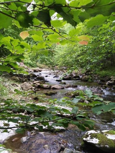 130 Creekside Lane Erwin Tn 37650, Erwin, TN 37650 photo 20