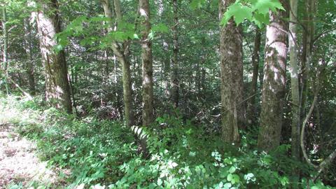 115 Bailey Woods Road Erwin Tn 37650, Erwin, TN 37650 photo 11