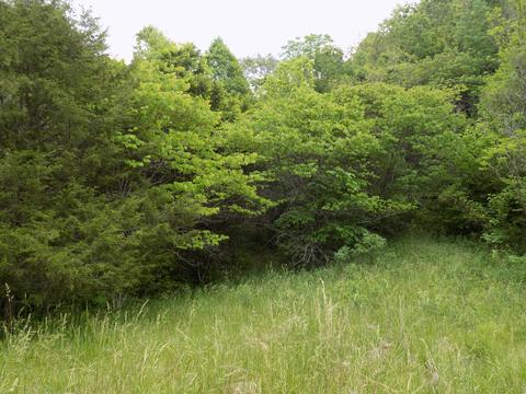 361 Mountain Valley Rd Eidson Tn 37731, Eidson, TN 37731 photo 7
