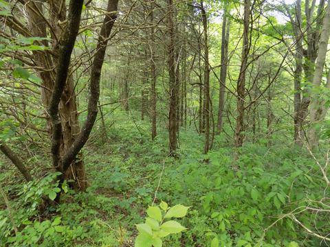 361 Mountain Valley Rd Eidson Tn 37731, Eidson, TN 37731 photo 11
