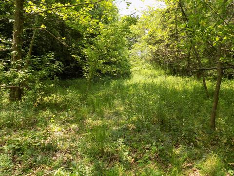 361 Mountain Valley Rd Eidson Tn 37731, Eidson, TN 37731 photo 9