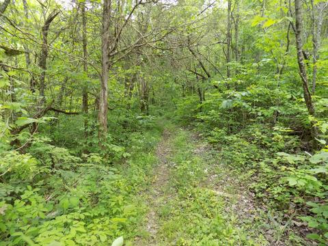 361 Mountain Valley Rd Eidson Tn 37731, Eidson, TN 37731 photo 10