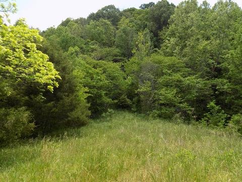 361 Mountain Valley Rd Eidson Tn 37731, Eidson, TN 37731 photo 6