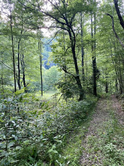 201 Tilson Mountain Road Erwin Tn 37650, Erwin, TN 37650 photo 17