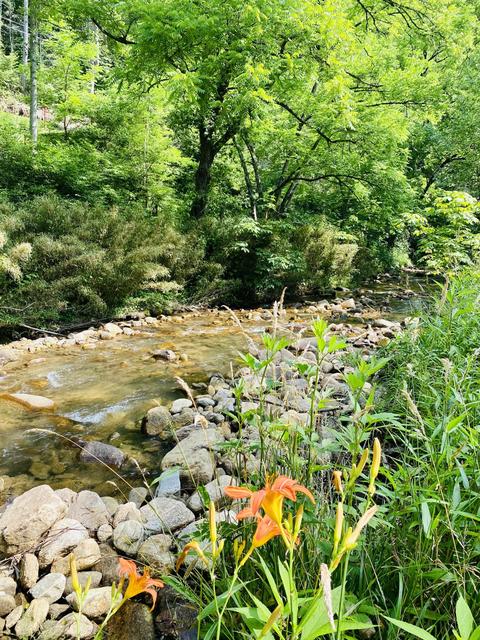 201 Tilson Mountain Road Erwin Tn 37650, Erwin, TN 37650 photo 10