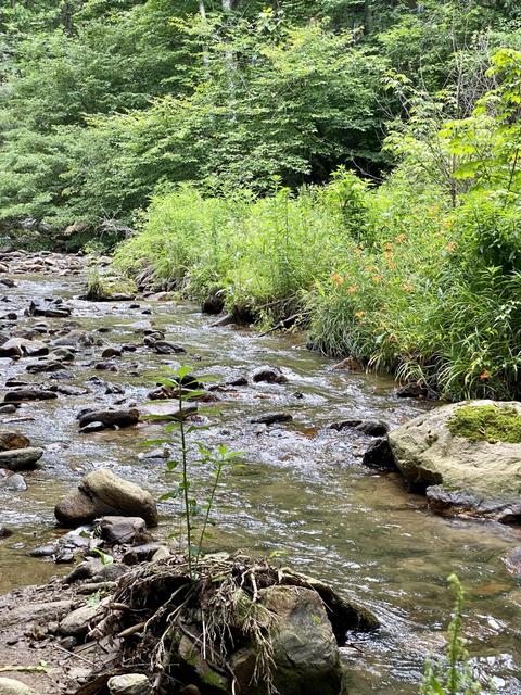 201 Tilson Mountain Road Erwin Tn 37650, Erwin, TN 37650 photo 6