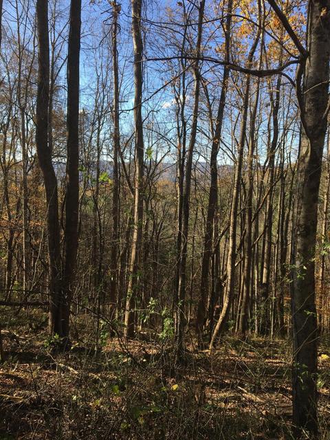 tbd 00 Pinecrest Street Mountain City Tn 37683, Mountain City, TN 37683