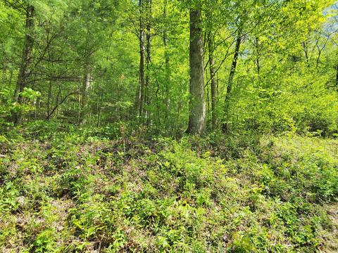 lot29 Ac Roan Creek Road Butler Tn 37640, Butler, TN 37640