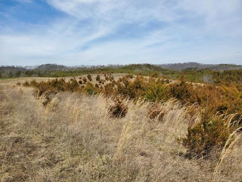 2300 Mountain Valley Road Mohawk Tn 37810, Mohawk, TN 37810 photo 1