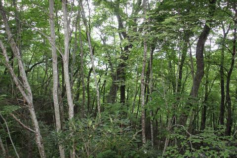 0000 Seminole Drive Mountain City Tn 37683, Mountain City, TN 37683