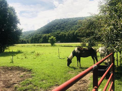 215 Pat Tilson Lane Erwin Tn 37650, Erwin, TN 37650 photo 32