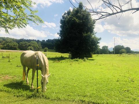 215 Pat Tilson Lane Erwin Tn 37650, Erwin, TN 37650 photo 12