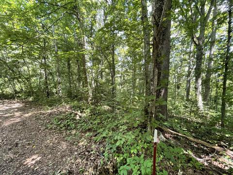 lot S 19-20 Michael Way Newport Tn 37821, Newport, TN 37821
