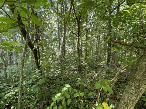 lot24 Michael Way Newport Tn 37821, Newport, TN 37821