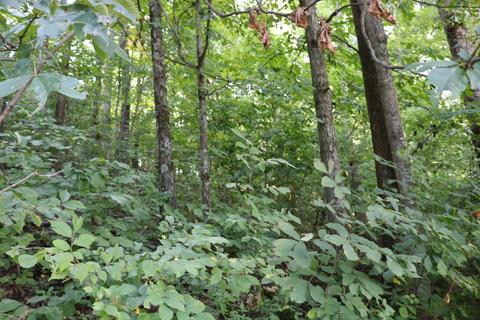 1945 Morrison Road Chuckey Tn 37641, Chuckey, TN 37641 photo 36