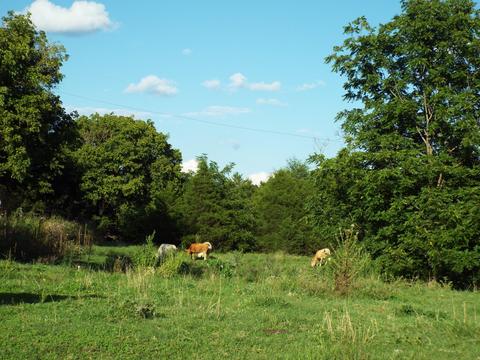 229 Gravely Valley Road Eidson Tn 37731, Eidson, TN 37731 photo 30