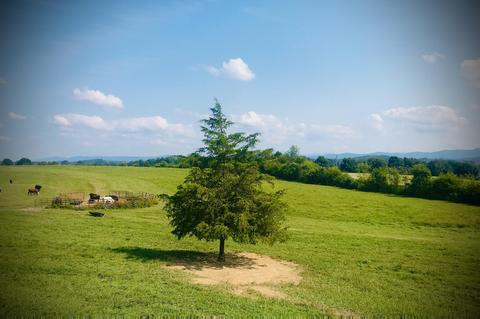 390 Culver Road Limestone Tn 37681, Limestone, TN 37681 photo 46