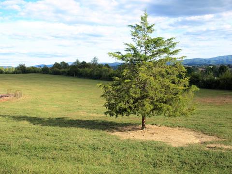 390 Culver Road Limestone Tn 37681, Limestone, TN 37681 photo 42