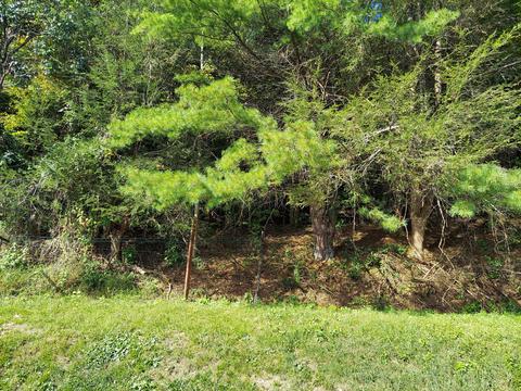 175 White Street Erwin Tn 37650, Erwin, TN 37650 photo 42