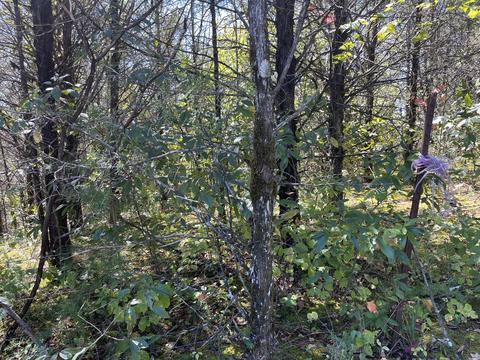 lot1 Blue Springs Road Midway Tn 37809, Midway, TN 37809