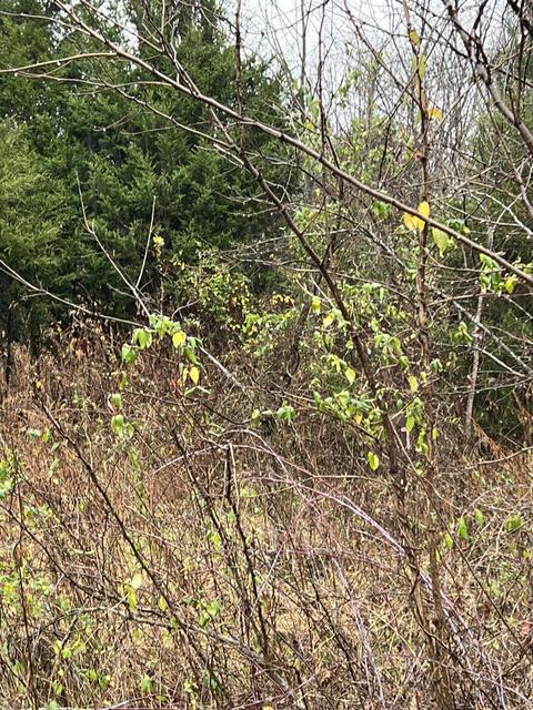 208 Judge Baines Road Fall Branch Tn 37656, Fall Branch, TN 37656 photo 4