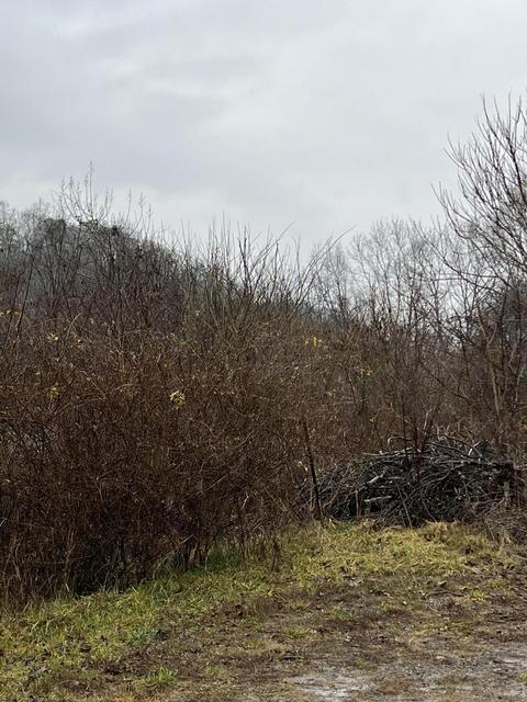 208 Judge Baines Road Fall Branch Tn 37656, Fall Branch, TN 37656 photo 2
