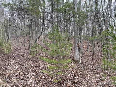 0 Hiddenwood Drive Mountain City Tn 37683, Mountain City, TN 37683
