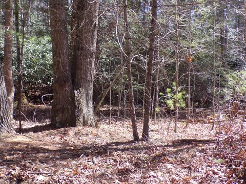 194 Jack Mckinney Road Hampton Tn 37658, Hampton, TN 37658 photo 14