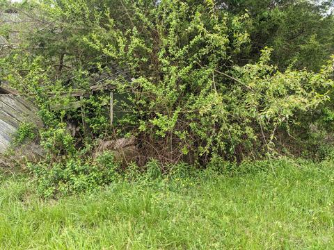 420 Bailey Bridge Road Limestone Tn 37681, Limestone, TN 37681 photo 46