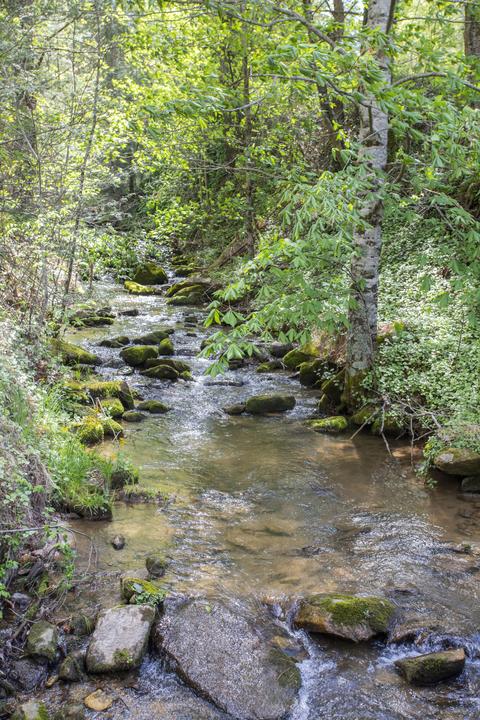 1048 Coffee Ridge Loop Erwin Tn 37650, Erwin, TN 37650 photo 58