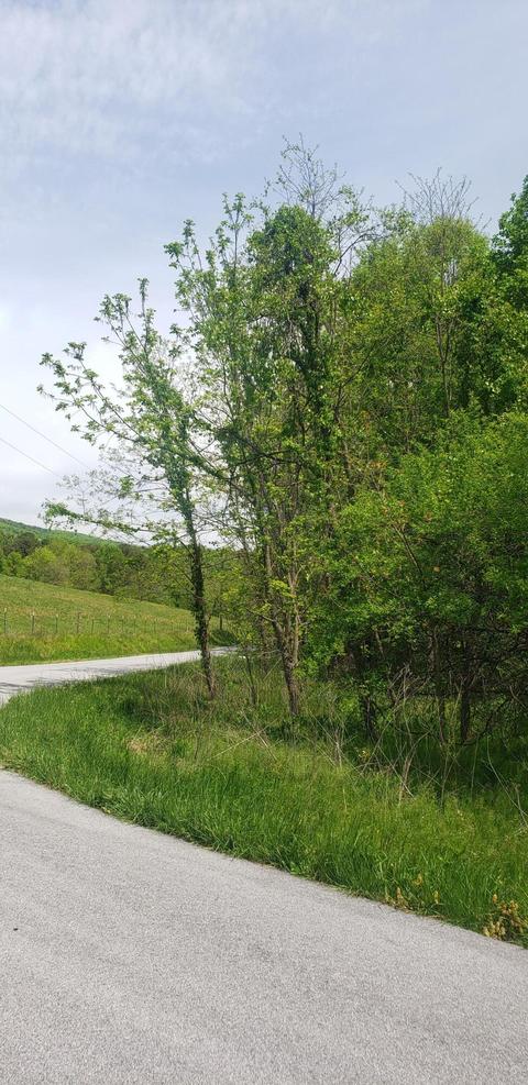 tbd Tarlton Circle Greeneville Tn 37743, Greeneville, TN 37743