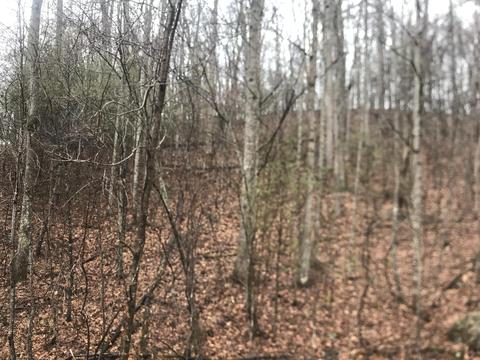 47 Of Roan Creek Road Butler Tn 37640 # A, Butler, TN 37640