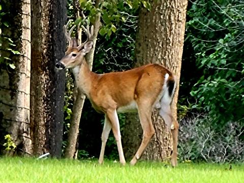 202 Arrowhead Road Erwin Tn 37650, Erwin, TN 37650 photo 50