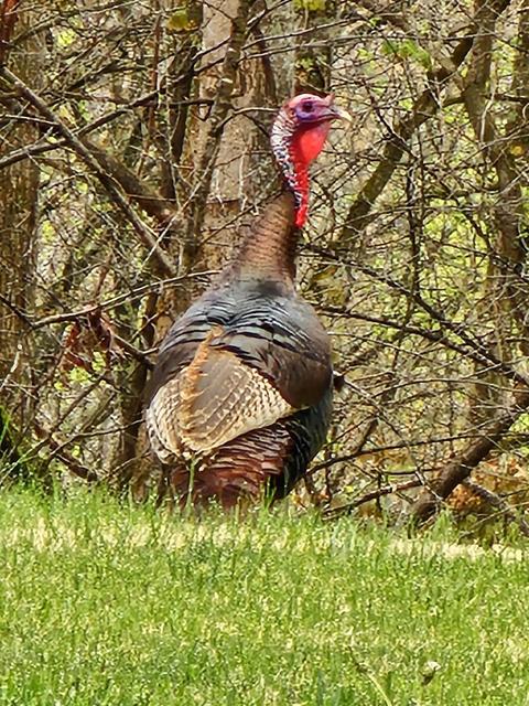 202 Arrowhead Road Erwin Tn 37650, Erwin, TN 37650 photo 52