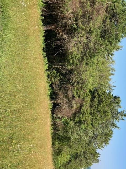 541 Mulberry Road Bluff City Tn 37618, Bluff City, TN 37618