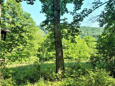 6180 Clinch Mtn Road Eidson Tn 37731, Eidson, TN 37731 photo 10
