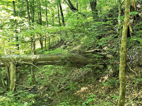 6180 Clinch Mtn Road Eidson Tn 37731, Eidson, TN 37731 photo 37