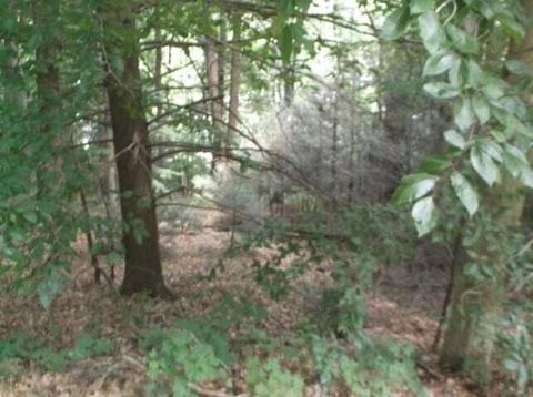 Tr 2 Strawberry Lane, Johnson City, TN 37604