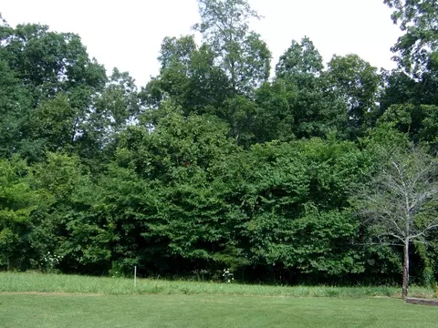 445 Urbana Rd Limestone Tn 37681, Limestone, TN 37681 photo 37