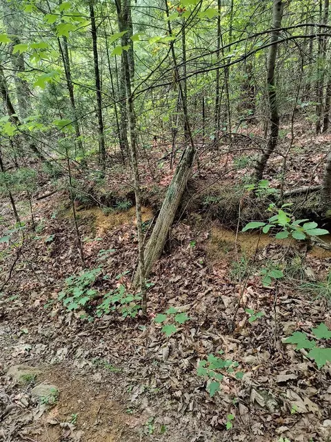 tbd Of Jenkins Branch Elizabethton Tn 37643, Elizabethton, TN 37643