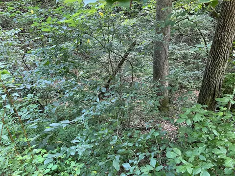 Off Van Hill Road, Greeneville, TN 37745 photo 12